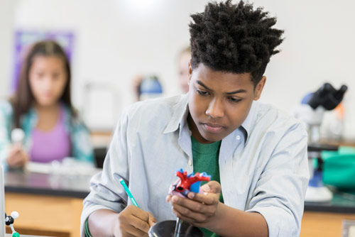 A boy holding a model heart